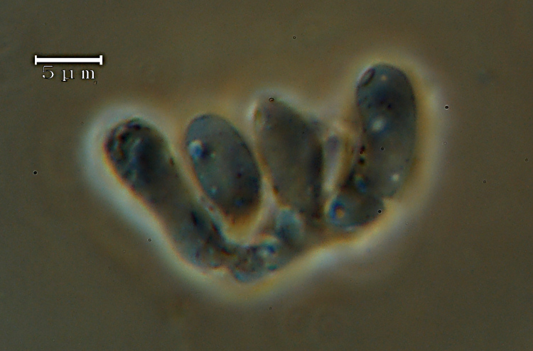 Aiuto su 2 specie - Ritr. 2 (Tyromyces chioneus)